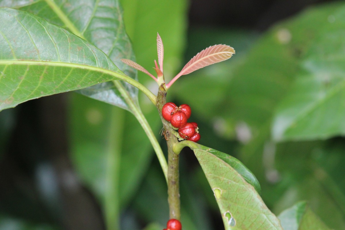 Agrostistachys indica Dalzell